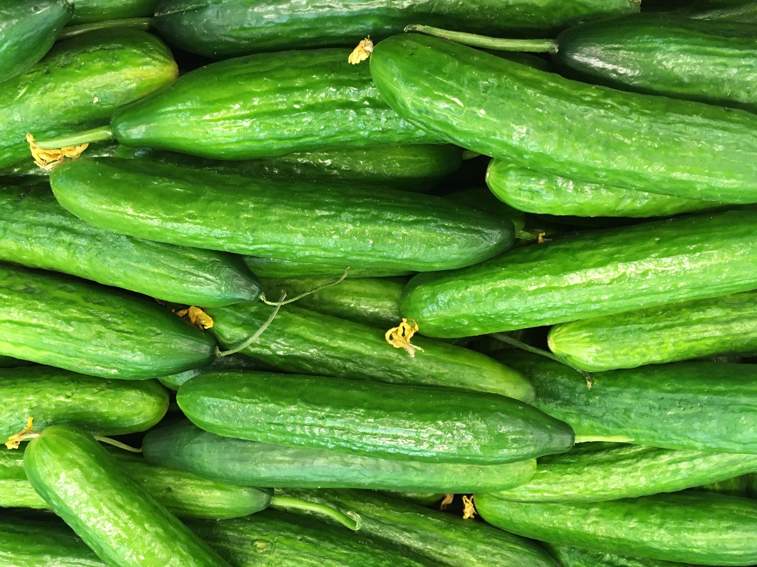 Salatgurken – Mit nur 12 Kalorien sind sie wahre Schlankmacher!