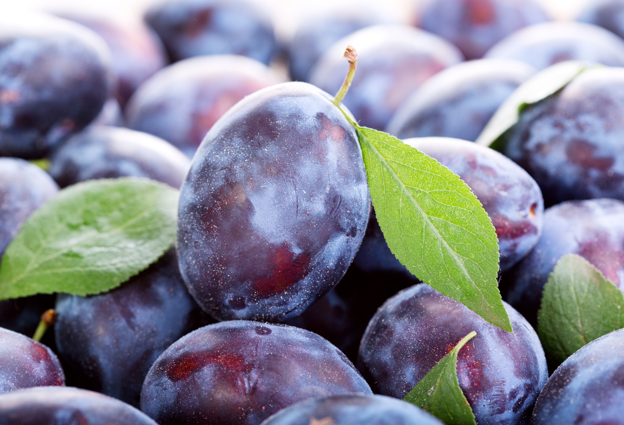 Pflaume – Beauty Food und Gesundheitselixier dank Anthocyanen Pflaume – Beauty Food und Gesundheitselixier dank Anthocyanen