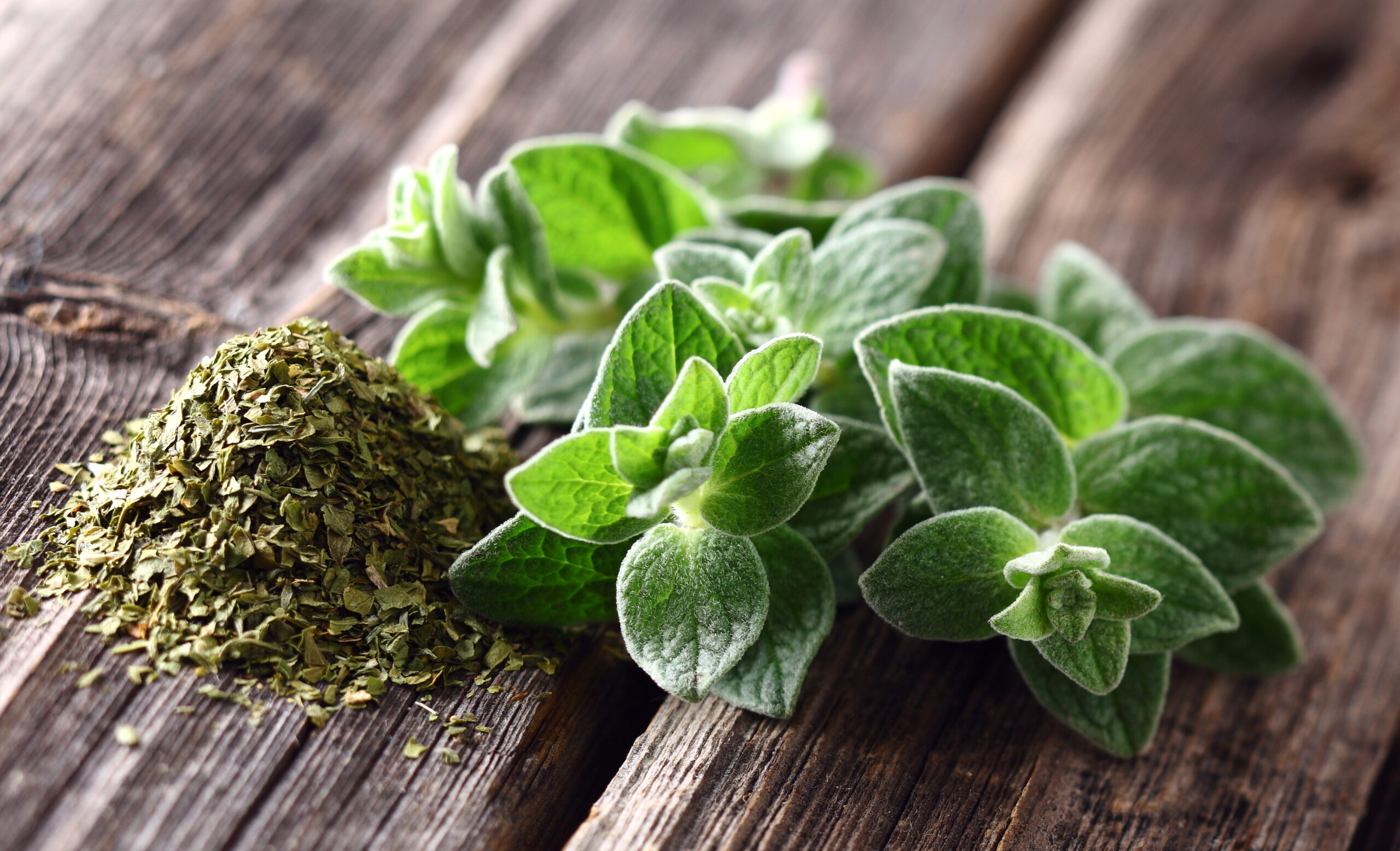 Zu welchen Gerichten und Gewürzen passt Oregano am Besten? Zu welchen Gerichten und Gewürzen passt Oregano am Besten?